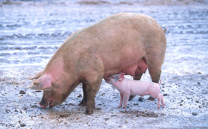 [800px-Sow_with_piglet.jpg]