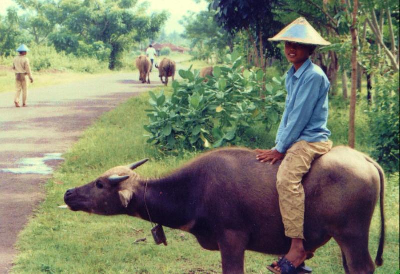 [buffalo+boy.jpg]