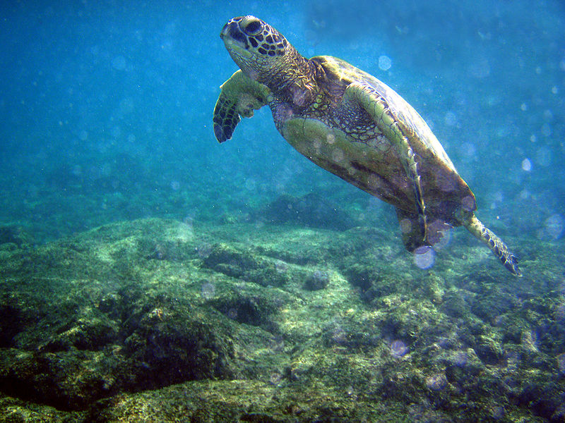 [800px-Chelonia_mydas_and_bubbles.jpg]