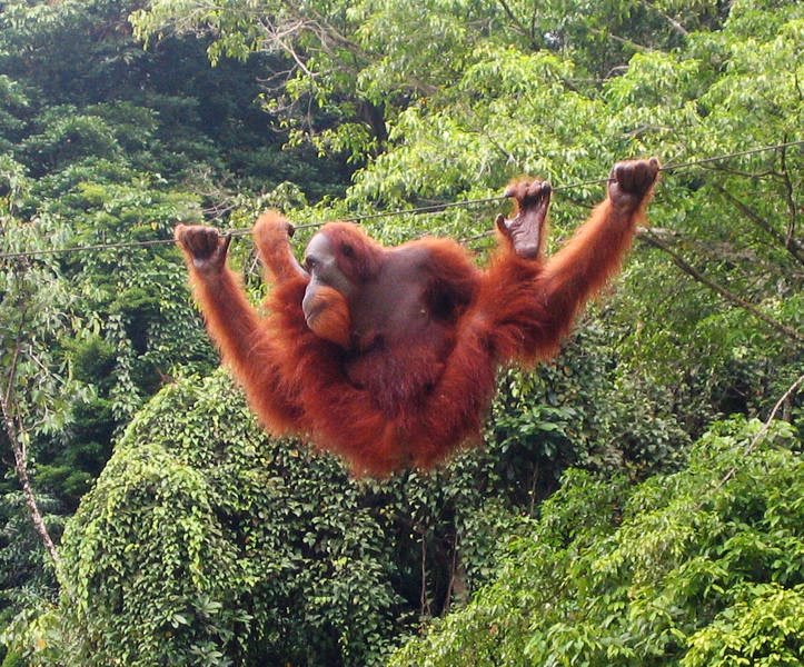 [723px-Orang-utan_bukit_lawang_2006.jpg]
