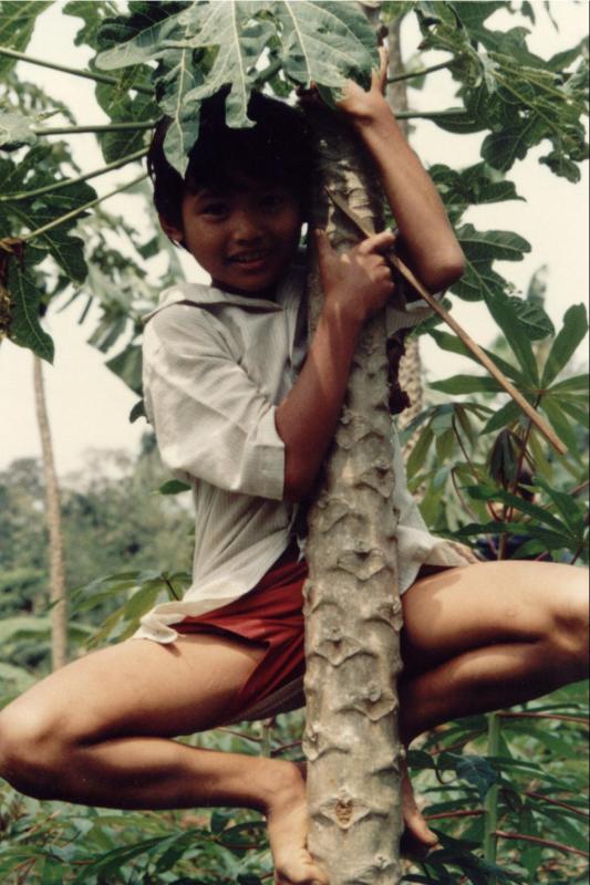 [papaya+tree.jpg]