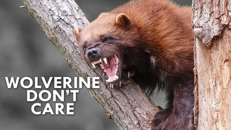 wolverine michiganders
