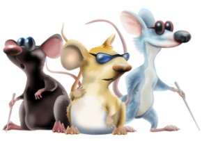rats