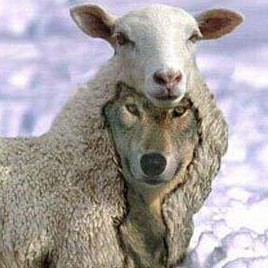 wolf-in-sheeps-clothing