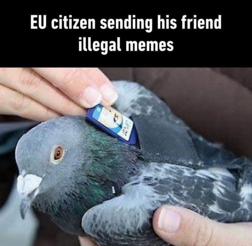 Pigeons send memes