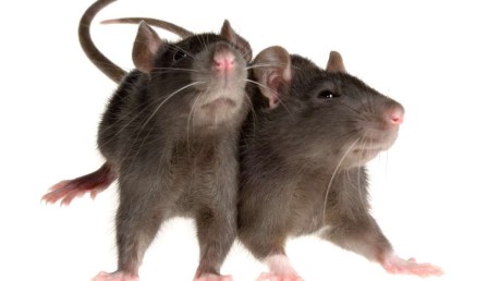 rats