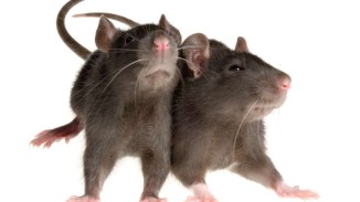 rats