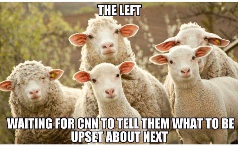 left sheep