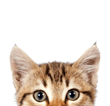 cat head