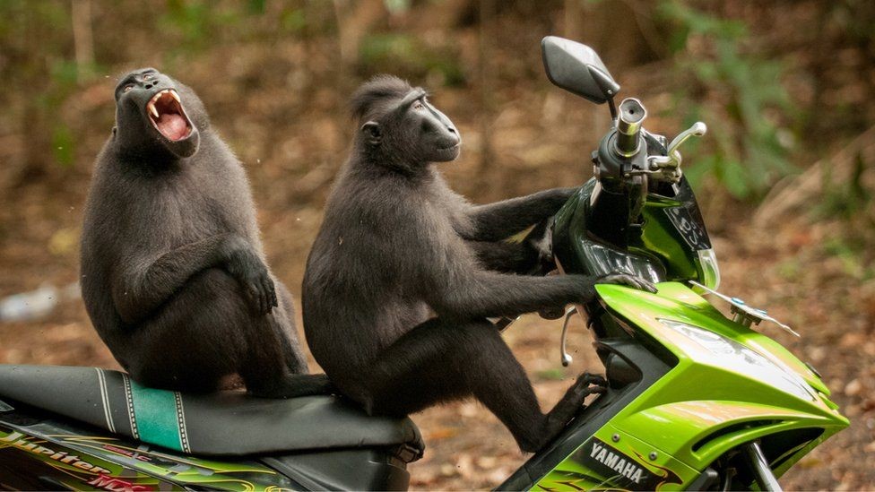 monkeys on motorcycle