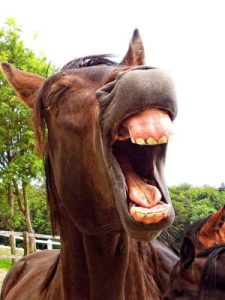 horse laughing