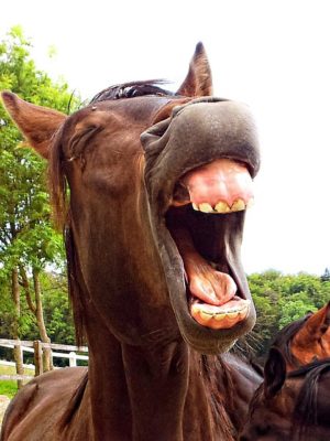 horse laughing