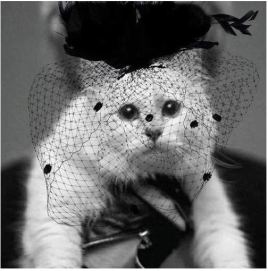 lagerfield cat