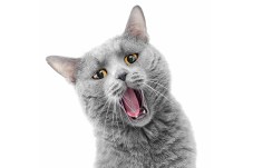 cat-caterwauling