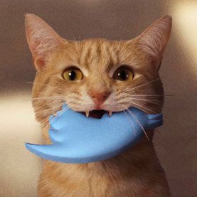 Cat caught tweet