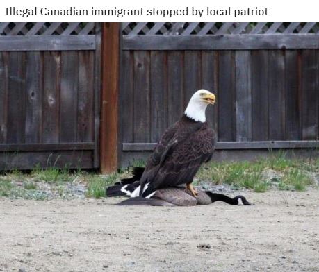canadian goose eagle