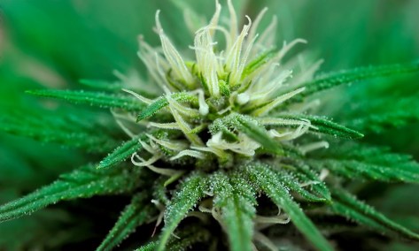 cannabis bud
