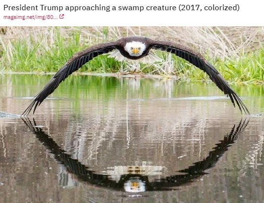 eagle on water.JPG