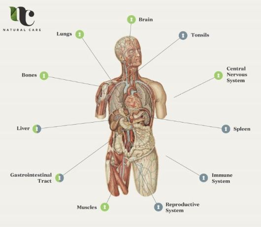 endocannabinoid system