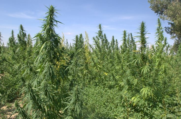 hemp field.JPG