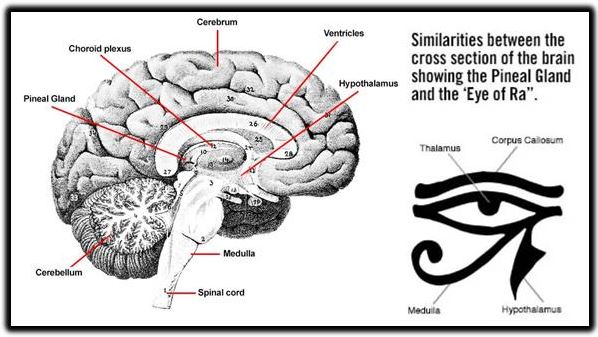 pineal gland