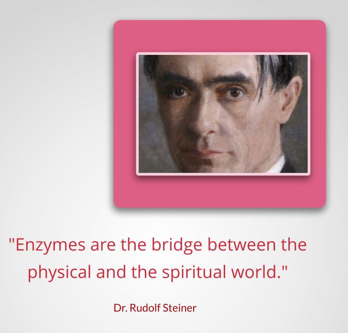 steiner and enzymes.JPG