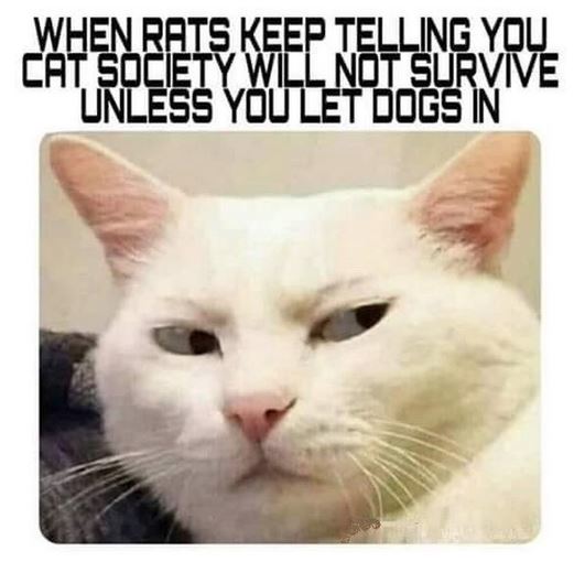 cat rat dog