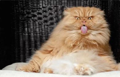 Fat cat with tongue