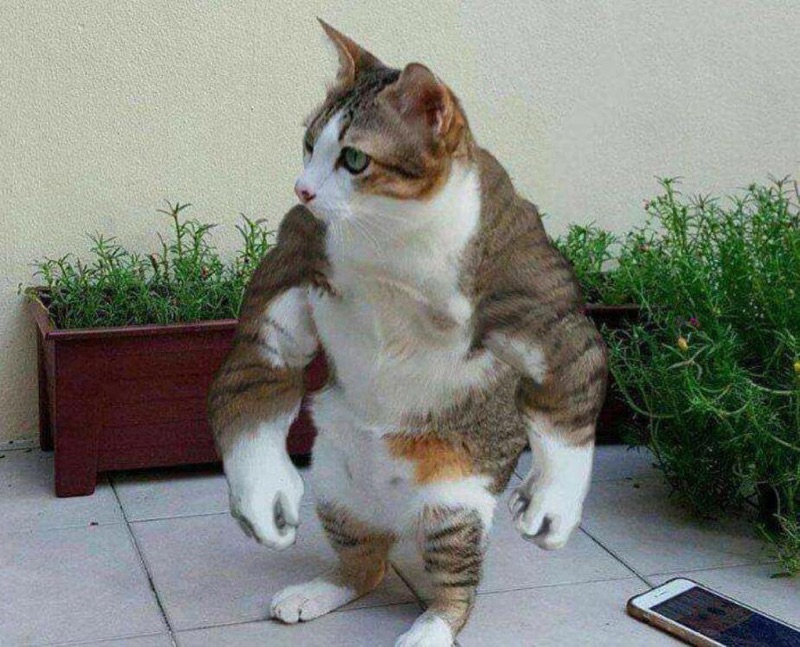 strong cat kitty