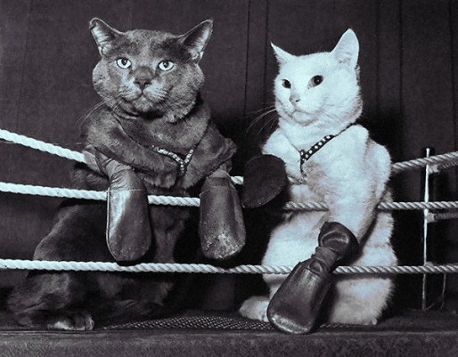 catfight