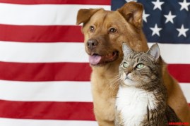 dog cat patriot