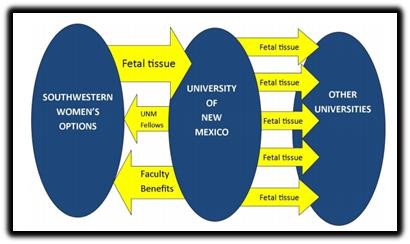 fetal tissue 5