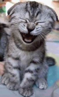 laughing cat 2