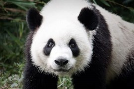 panda.jpg