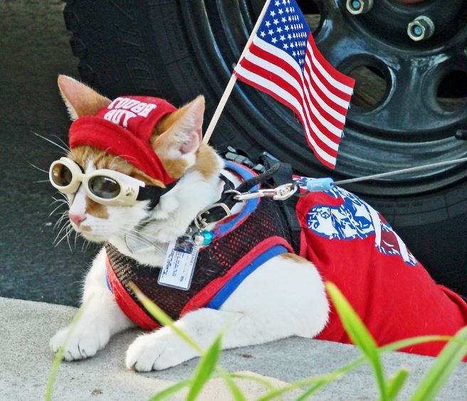 patriot cat