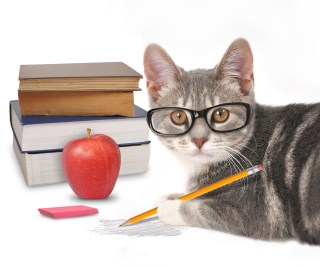 Cat in glasses with books