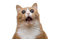 Cat meow