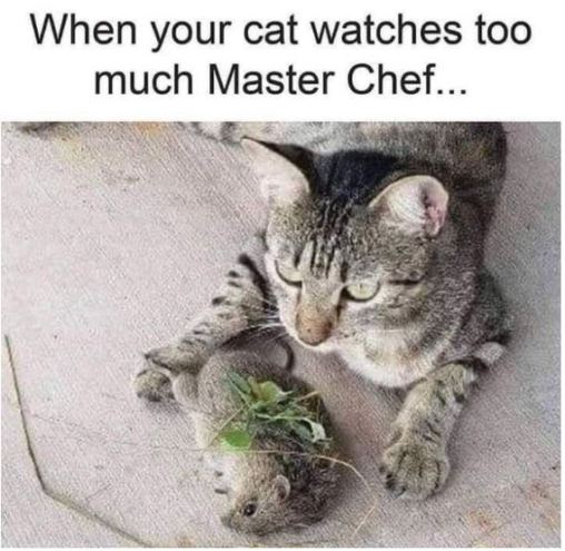 cat rat.JPG