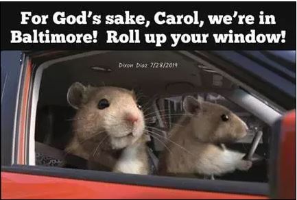 rats baltimore 2.JPG