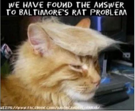 trump cat.JPG