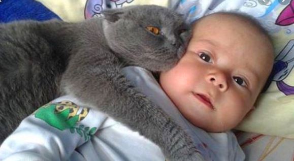 cat and baby 2.JPG