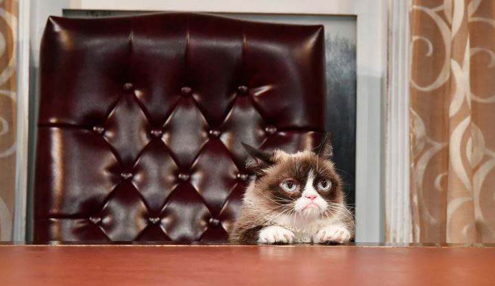 cat in chair.JPG