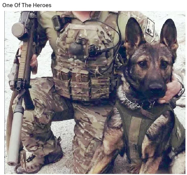 dog hero.JPG