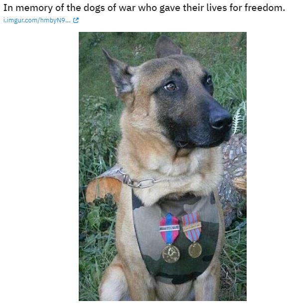 dogs of war.JPG
