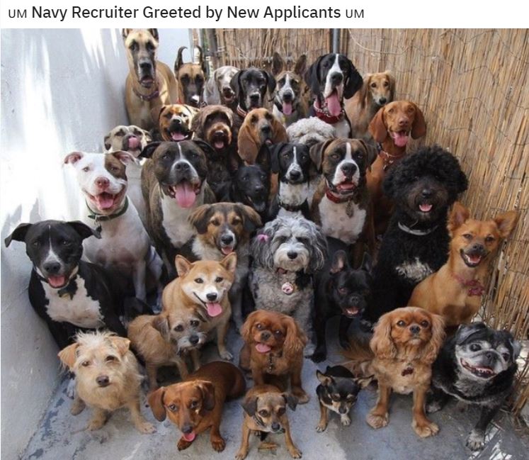 dogs.JPG