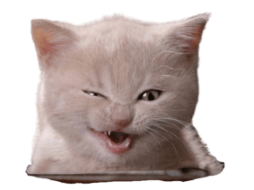 funny_face_cat-removebg-preview