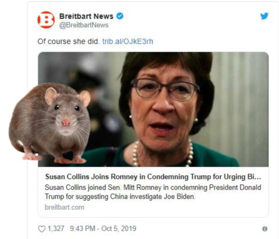 susan collins rat.jpg