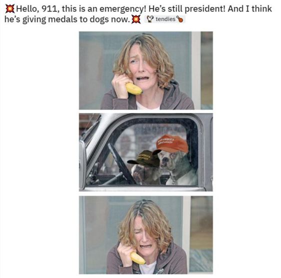911 dog
