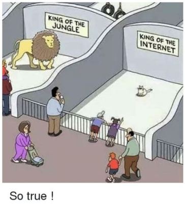 cat king of internet