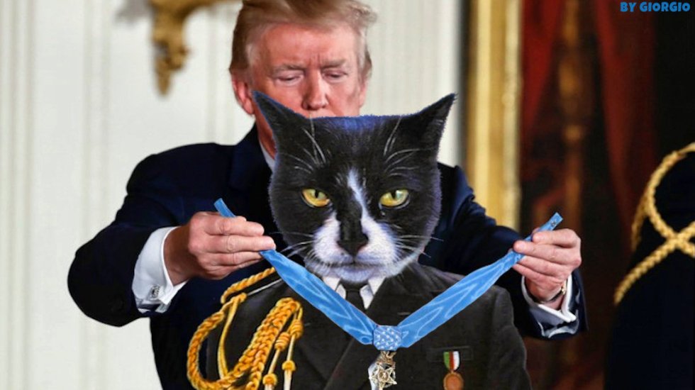 cat trump award giogio